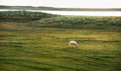 Fototapeta premium Baby sheep grazing alone on meadow on Sylt island