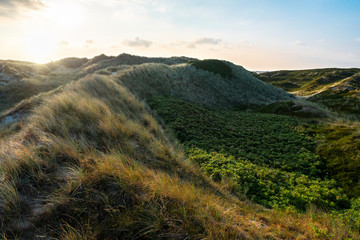 Dunes landscape with grass and rose bushes on Sylt island at sunrise