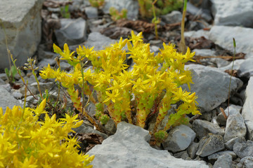 Vegetation and flowers at Beloi Viewpoint in the parkos nationale of Vikos-Aoos