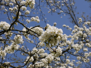 Frühlingserwachen