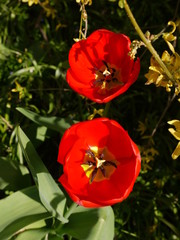 Tulpen