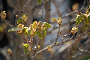 Aufblühende Knospen an einem Kastanienbaum