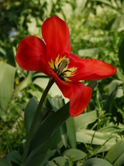 Naklejka premium Tulpen