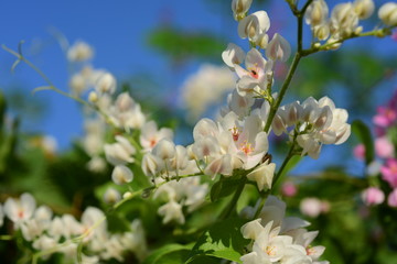 Colorful flowers and morning sunshine	