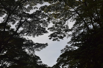 trees in the forest