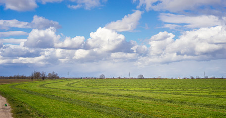 Fototapeta na wymiar frisch gemähtes Gras auf einer Wiese