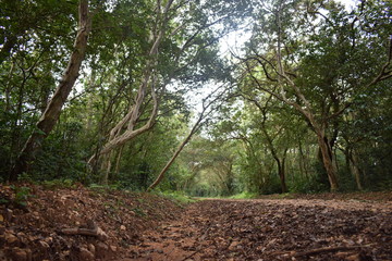 forest in the morning