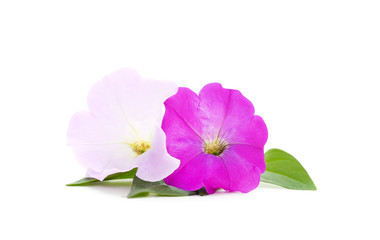 Bouquet of purple petunia.