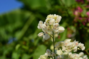Colorful flowers and morning sunshine	