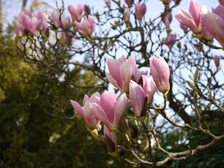 Magnolien