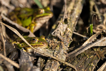 Camouflaged green frog basking between plant matter