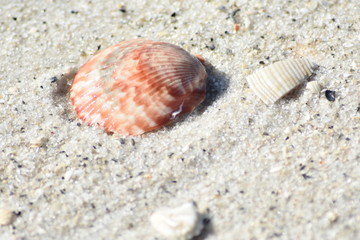 shell and sand