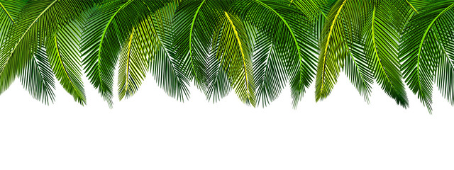 Dense thickets of tropical green palm leaves on top of the picture. Place for advertisement, announcement. illustration