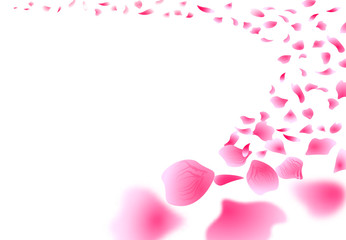 Sakura Close-up of flying petals. Flowers design. Isolated on white background Rose Petals Flowers. illustration