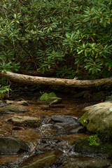 Smoky Mountains landscape along the trails.  Smoky Mountains National Park, Tennessee, USA