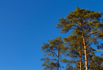 evergreen ordinary pine trees with bright blue sky background.copyspace for text