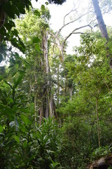 Kakamega Rain forest western Kenya