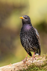 Fototapeta premium Star (Sturnus vulgaris)