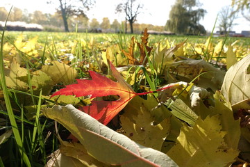Autumn leaves lit by the sun