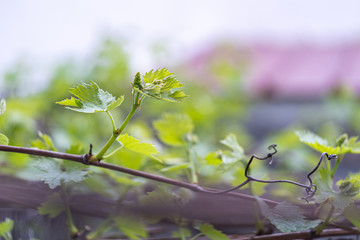 Grapes starting to grow in April