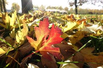 Autumn leaves lit by the sun