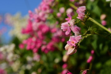 Fototapeta na wymiar flower blooming.Beautiful flowers in the garden Blooming in the summer.Landscaped Formal Garden.