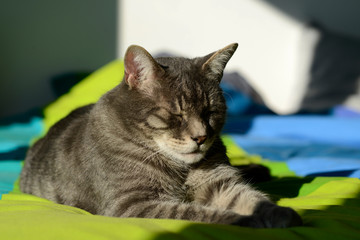 chat au soleil avec les yeux fermés 