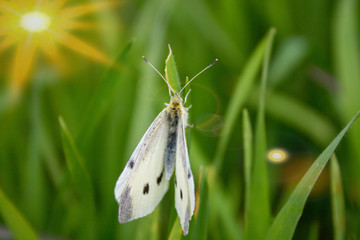 butterfly on grass