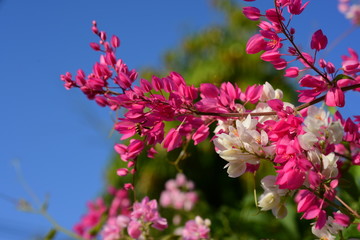 flower blooming.Beautiful flowers in the garden Blooming in the summer.Landscaped Formal Garden.