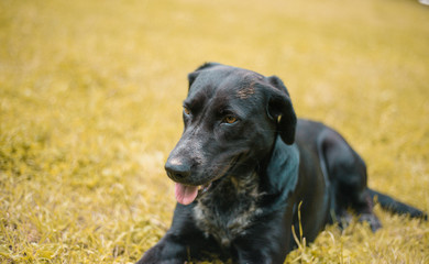 My new friend looks thoughtful and calm