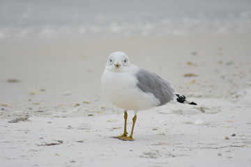 seagulls7
