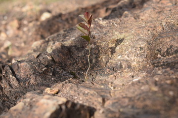 ant on a stone