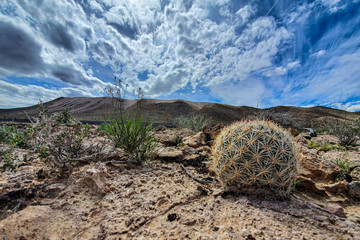 Desert Cactus Landscape
