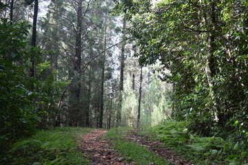 Kakamega Rain forest western Kenya