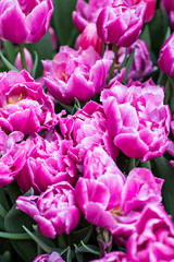 Obraz premium A bouquet of pink tulips.