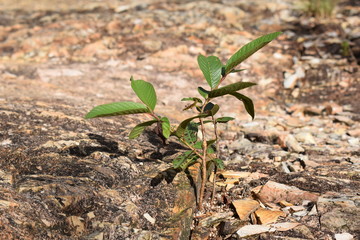 Kakamega Rain forest western Kenya