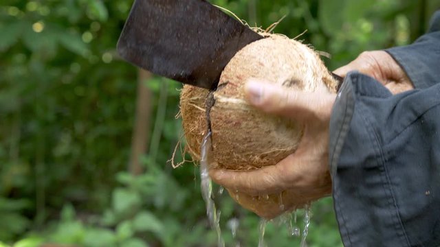 Open Coconut by knock coconut shell until splitting into two parts and splashing water drop with water splashing.hand Holding a knife knock on ripe tropical coconut on brown hairy coconut shell. 