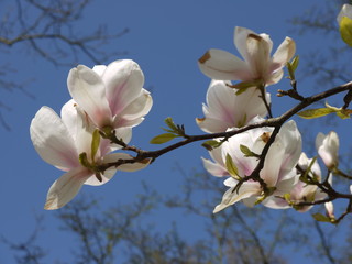 Magnolien