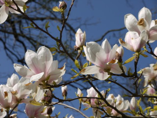 Magnolien