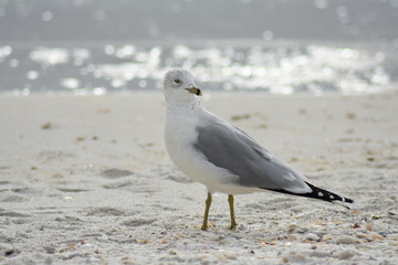 seagulls11