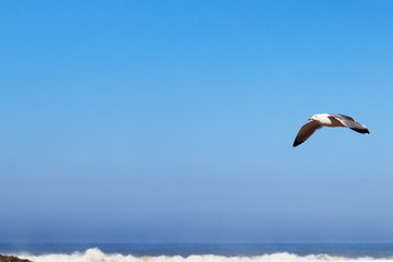 seagull blue sky bright shiny 