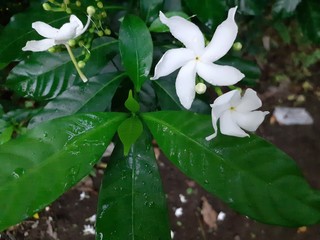 star shaped white flowers