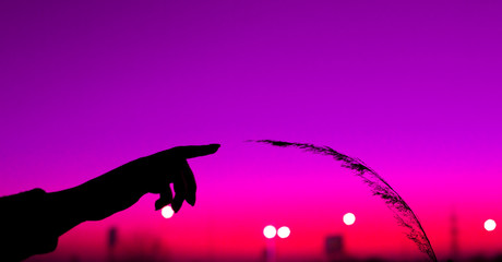 silhouette of hands and grass on sunset background