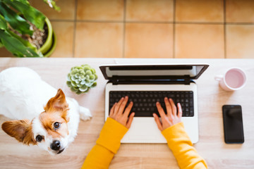 young woman working on laptop at home,cute small dog besides. work from home, stay safe during...