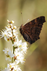Peacock butterfly UK