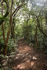 Kakamega Rain forest western Kenya