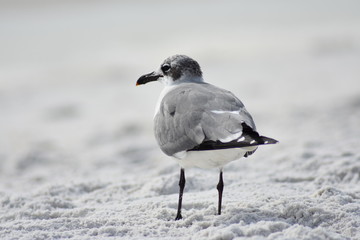 seagulls13