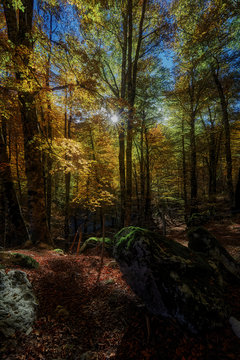 il bosco incantato, le faggete d'Abruzzo