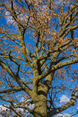 Baum mit vertrockneten Blättern