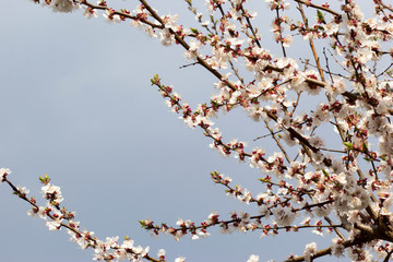 flowering apricot, beautiful white flowers on tree branches against the sky